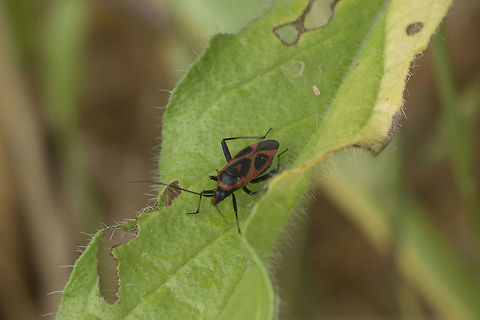 Calocoris nemoralis Miridae
Calocoris nemoralis

Thanks! Calocoris nemoralis,arthropoda,biodiversity,hemiptera,heteroptera,insecta,insects,spring