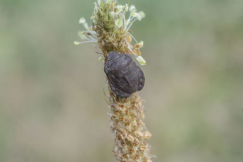 Eurygaster hottentotta - dorsal Dorsal view of the Eurygaster hottentotta (Scutelleridae) in this image: 
https://www.jungledragon.com/image/50332/eurygaster_sp.html Eurygaster,Eurygaster hottentotta,Hemiptera,Heteroptera,Scutelleridae,arthropoda,biodiversity,bugs,insects,spring