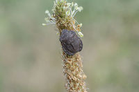 Eurygaster hottentotta - dorsal Dorsal view of the Eurygaster hottentotta (Scutelleridae) in this image: <br />
https://www.jungledragon.com/image/50332/eurygaster_sp.html Eurygaster,Eurygaster hottentotta,Hemiptera,Heteroptera,Scutelleridae,arthropoda,biodiversity,bugs,insects,spring