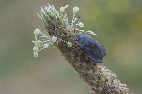 Eurygaster hottentotta - dorsolateral Dorsolateral view of the Eurygaster hottentotta (Scutelleridae) in this image:
https://www.jungledragon.com/image/50331/eurygaster_sp.html Eurygaster,Eurygaster hottentotta,Hemiptera,Heteroptera,Scutelleridae,arthropoda,biodiversity,bugs,insects,spring