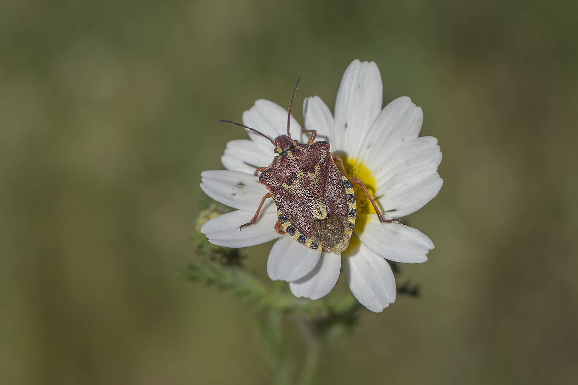 Codophila varia Pentatomidae<br />
Codophila varia<br />
 Bugs,Codophila varia,Pentatomidae,arthropoda,biodiversity,insecta,insects,spring