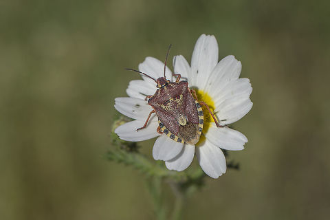 Codophila varia Pentatomidae
Codophila varia
 Bugs,Codophila varia,Pentatomidae,arthropoda,biodiversity,insecta,insects,spring