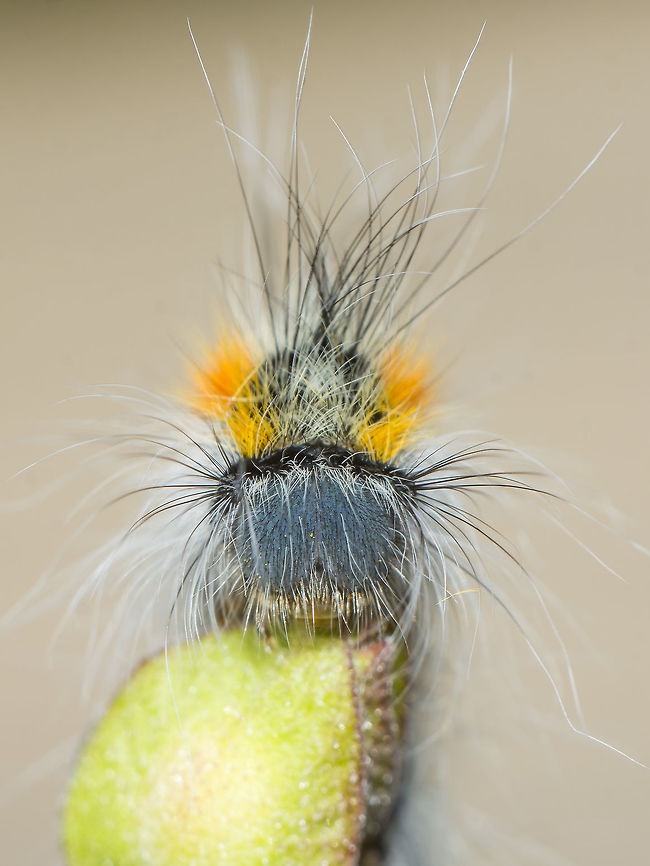 Psilogaster loti Finally some time spent with a beautiful caterpillar during a sunny afternoon.<br />
Psilogaster loti on Cistus salviifolius Cistus salviifolius,Psilogaster loti,Southern Lappet