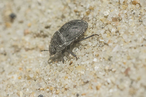 Odontoscelis sp. Odontoscelis sp. Geotagged,Portugal,Scutelleridae,Spring