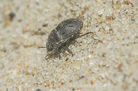 Odontoscelis sp. Odontoscelis sp. Geotagged,Portugal,Scutelleridae,Spring