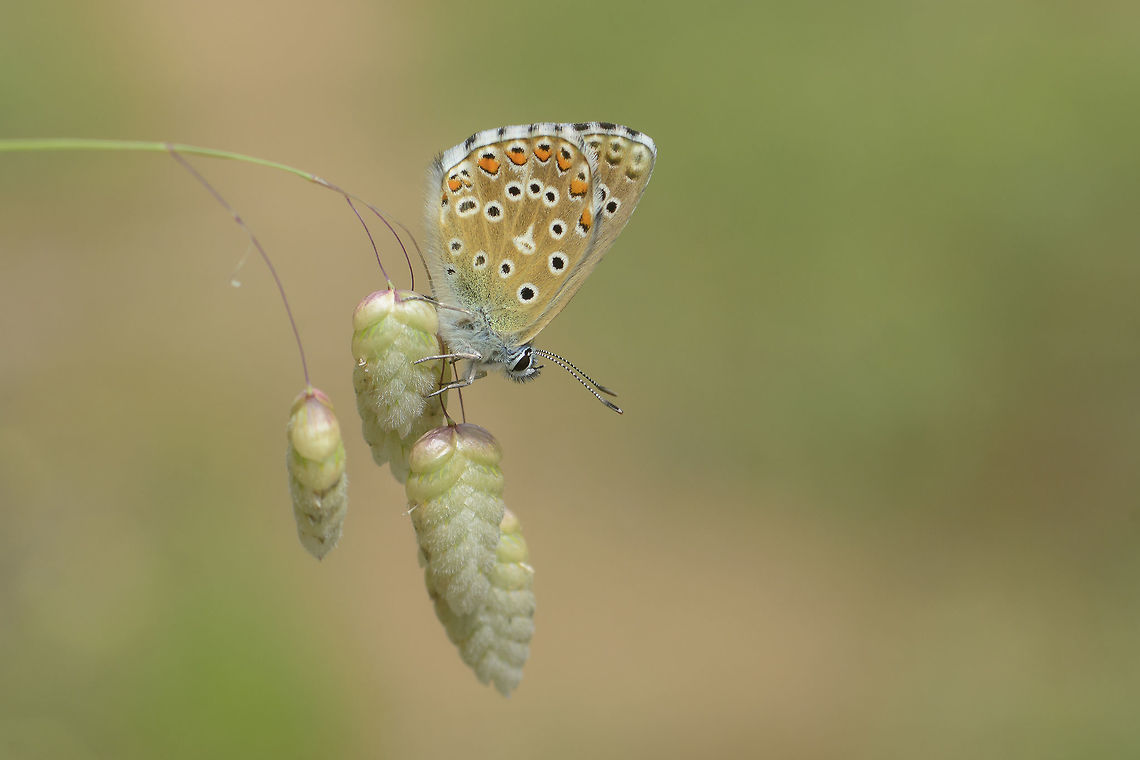 Movement no movement Polyommatus bellargus on Briza maxima :) Adonis blue,Pollyommatus bellargus,arthropoda,biodiversity,butterlfy,insects,lepidoptera,lycaenidae