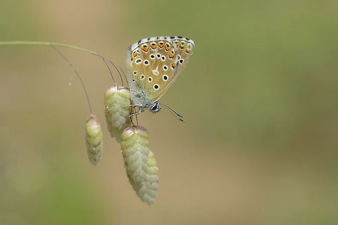 Movement no movement Polyommatus bellargus on Briza maxima :) Adonis blue,Pollyommatus bellargus,arthropoda,biodiversity,butterlfy,insects,lepidoptera,lycaenidae