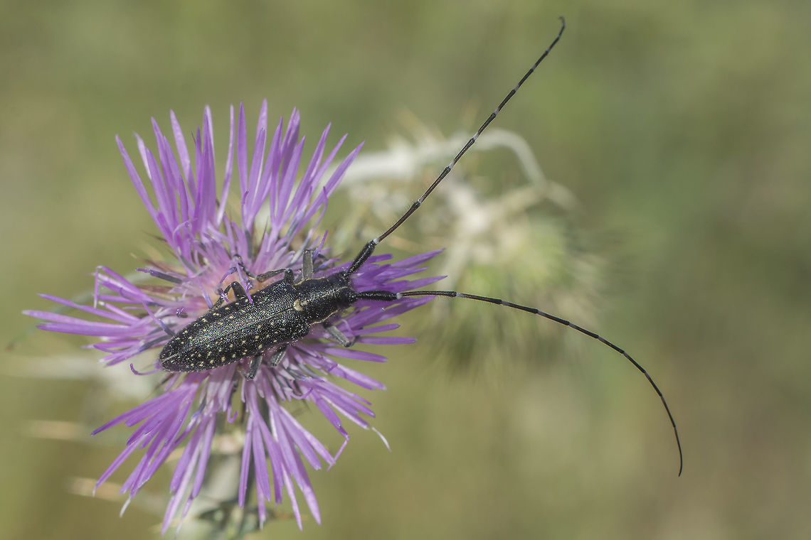 Agapanthia irrorata Agapanthia irrorata<br />
<br />
f/1.8... not! ;) <br />
Exif: f/8 | 20mm Ext. Agapanthia irrorata,beetle,biodiversity,cerambycidae,coleoptera,insecta,insects