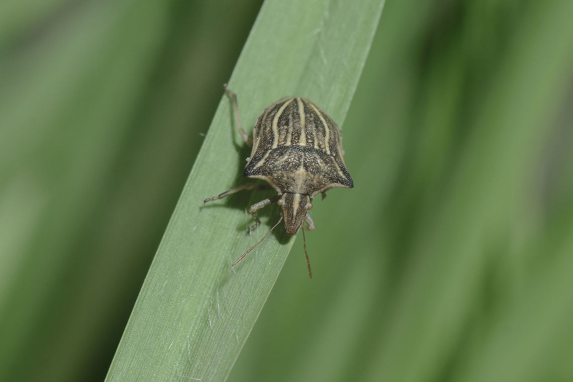 Ancyrosoma leucogrammes Ancyrosoma leucogrammes<br />
<br />
<a href="http://naturdata.com/Ancyrosoma-leucogrammes-24106.htm" rel="nofollow">http://naturdata.com/Ancyrosoma-leucogrammes-24106.htm</a><br />
<a href="http://www.galerie-insecte.org/galerie/Fam_Pentatomidae_01.html#Ancyrosoma" rel="nofollow">http://www.galerie-insecte.org/galerie/Fam_Pentatomidae_01.html#Ancyrosoma</a><br />
 Ancyrosoma leucogrammes,biodiversity,bug,hemiptera,heteroptera,insecta,insects,pentatomidae