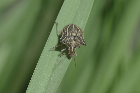 Ancyrosoma leucogrammes Ancyrosoma leucogrammes

http://naturdata.com/Ancyrosoma-leucogrammes-24106.htm
http://www.galerie-insecte.org/galerie/Fam_Pentatomidae_01.html#Ancyrosoma
 Ancyrosoma leucogrammes,biodiversity,bug,hemiptera,heteroptera,insecta,insects,pentatomidae