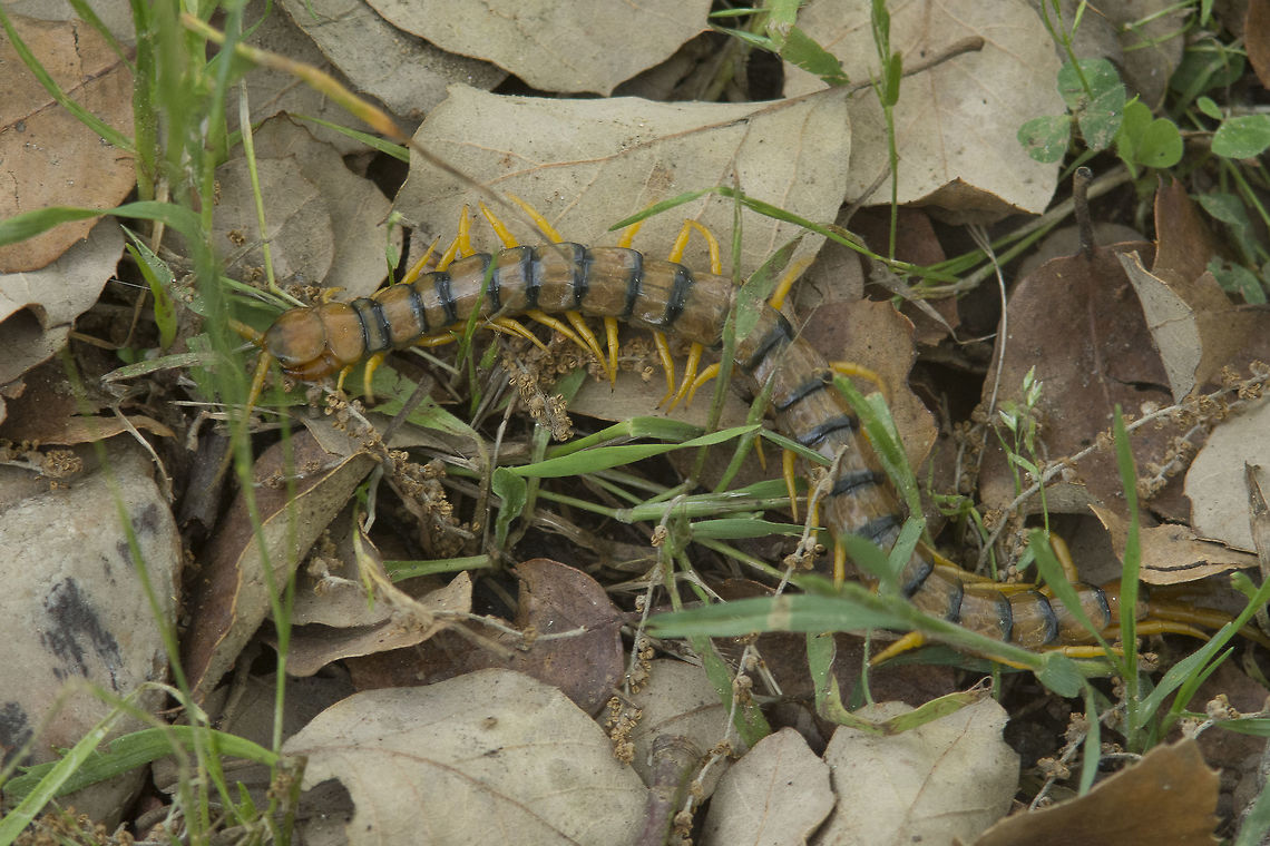 Scolopendra cingulata Scolopendra cingulata<br />
<a href="http://naturdata.com/Scolopendra-cingulata-14442.htm" rel="nofollow">http://naturdata.com/Scolopendra-cingulata-14442.htm</a> Scolopendra cingulata