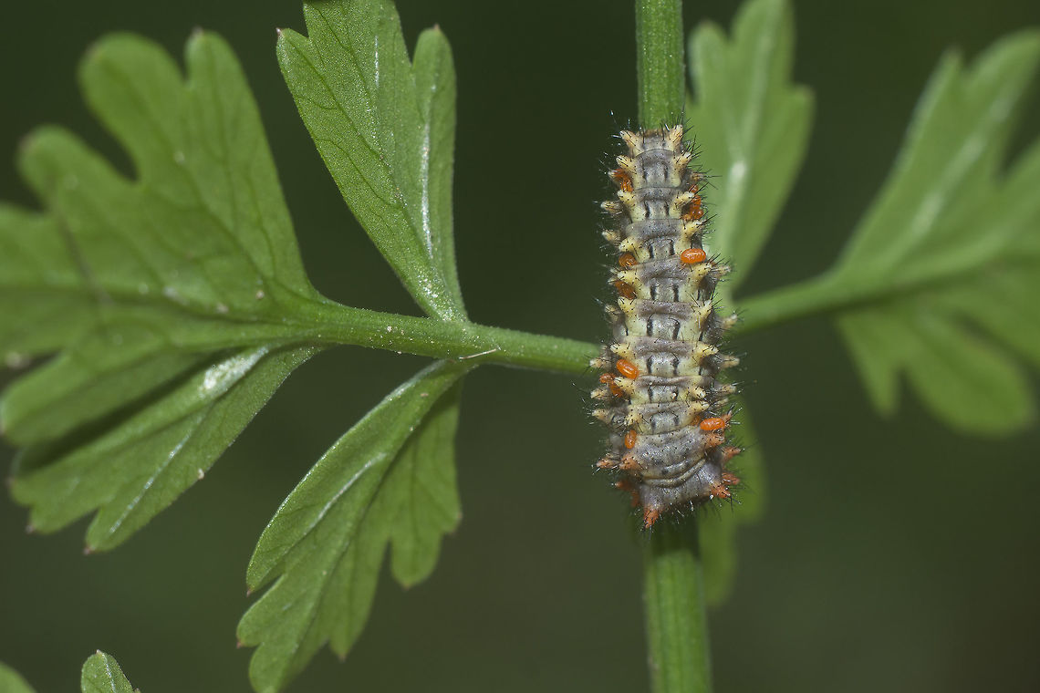 Zerynthia rumina Zerynthia rumina larva, with ectoparasites found upon Umbelifera plant Caterpillar,Spanish Festoon,Zerynthia rumina,arthropoda,biodiversity,butterfly,insecta,insects,lepidoptera,rhopalocera