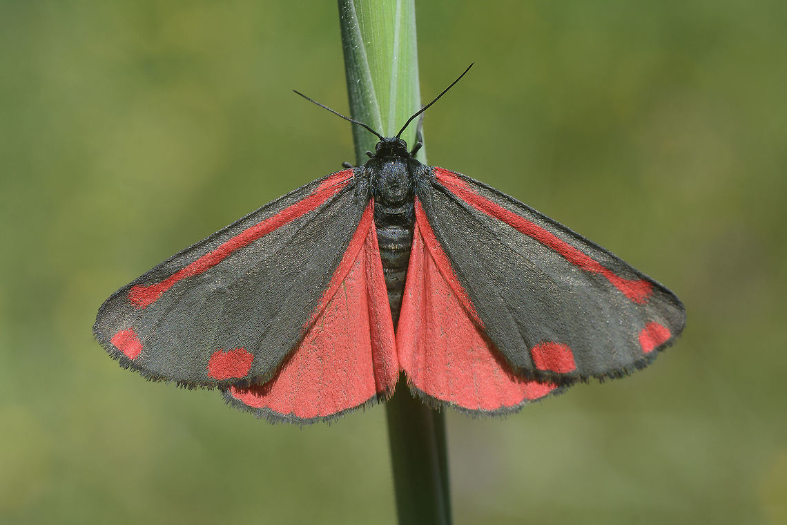 Tyria jacobaeae Tyria jacobaeae Cinnabar moth,Moth Week 2018,Tyria jacobaeae