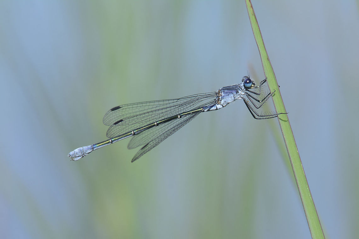Lestes macrostigma Lestes macrostigma, female Lestes macrostigma