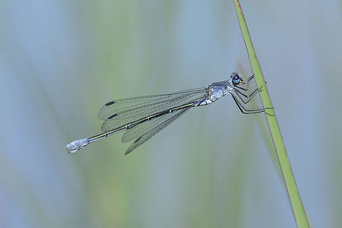 Lestes macrostigma Lestes macrostigma, female Lestes macrostigma