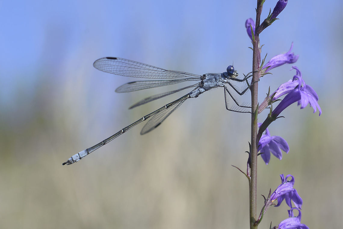 Lestes macrostigma Lestes macrostigma, male Lestes macrostigma