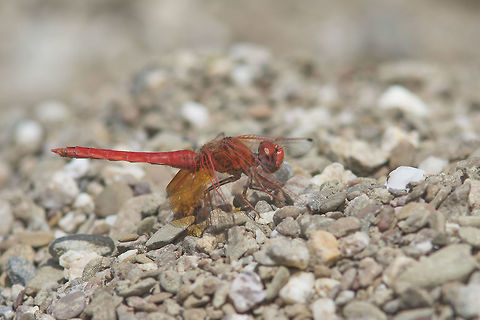 Trithemis kirbyi Trithemis kirbyi Orange-winged dropwing,Trithemis kirbyi
