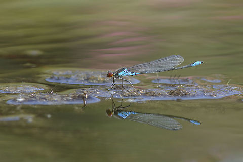 Breeding grounds Erythromma viridulum, adult male on liquid grounds, protecting/defending a part of their territory for breeding purposes. Erythromma viridulum,Small Red-eyed Damselfly