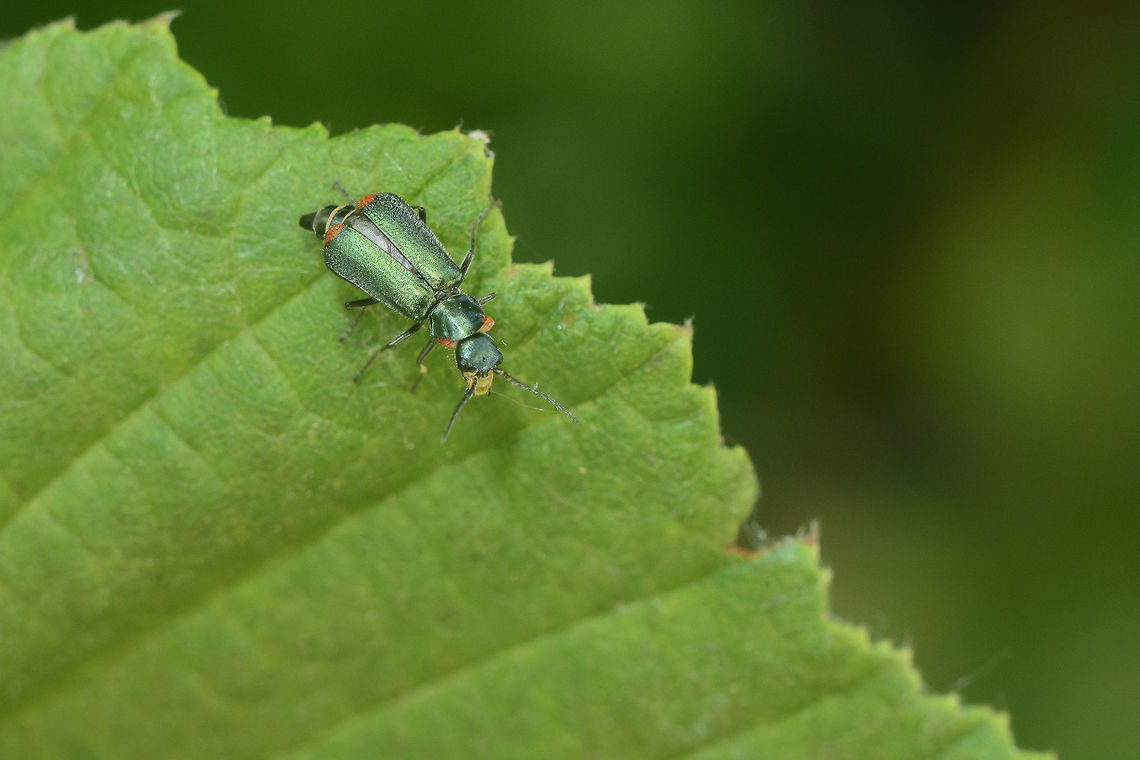 Malachius (cf.?) lusitanicus Malachiidae<br />
<br />
<a href="http://www.aegaweb.com/inventario/coleoptera/malachiidae.htm" rel="nofollow">http://www.aegaweb.com/inventario/coleoptera/malachiidae.htm</a><br />
<br />
<a href="https://docs.google.com/viewer?a=v&amp;pid=sites&amp;srcid=ZGVmYXVsdGRvbWFpbnxtaWtlc2luc2VjdGtleXN8Z3g6MjQ0NzNlMmY0ZjNhZjJiMQ" rel="nofollow">https://docs.google.com/viewer?a=v&amp;pid=sites&amp;srcid=ZGVmYXVsdGRvbWFpbnxtaWtlc2luc2VjdGtleXN8Z3g6MjQ0NzNlMmY0ZjNhZjJiMQ</a><br />
<br />
Looking for the thickening at the basis on the antenna and overall shape of the pronotum could it be cf. Malachius bipustulatus/lusitanicus?<br />
Can it be considered Clanoptilus? sp.<br />
<br />
Thanks so much for the help, cheers! Cleroidea,Geotagged,Malachiidae,Malachiinae,Malachius,Malachius lusitanicus,Melyridae,Portugal,Spring