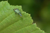 Malachius (cf.?) lusitanicus Malachiidae<br />
<br />
http://www.aegaweb.com/inventario/coleoptera/malachiidae.htm<br />
<br />
https://docs.google.com/viewer?a=v&pid=sites&srcid=ZGVmYXVsdGRvbWFpbnxtaWtlc2luc2VjdGtleXN8Z3g6MjQ0NzNlMmY0ZjNhZjJiMQ<br />
<br />
Looking for the thickening at the basis on the antenna and overall shape of the pronotum could it be cf. Malachius bipustulatus/lusitanicus?<br />
Can it be considered Clanoptilus? sp.<br />
<br />
Thanks so much for the help, cheers! Cleroidea,Geotagged,Malachiidae,Malachiinae,Malachius,Malachius lusitanicus,Melyridae,Portugal,Spring