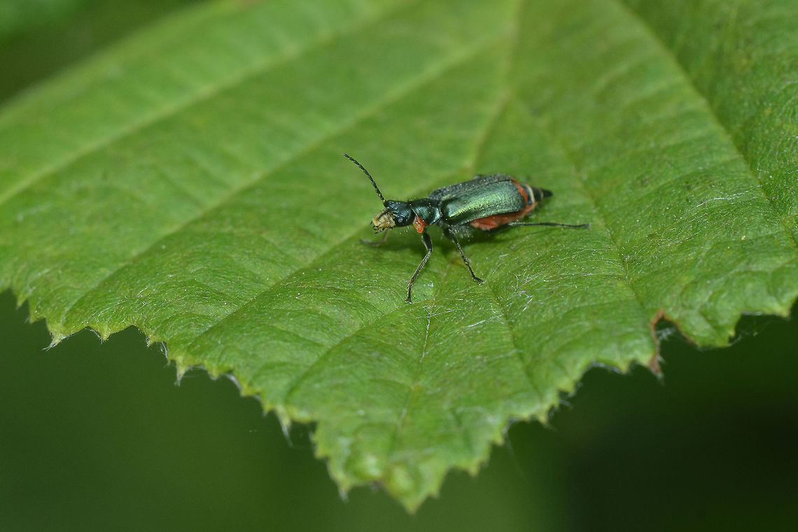 Malachius (cf.?) lusitanicus Female Malachius (cf.?) lusitanicus Cleroidea,Geotagged,Malachiidae,Malachiinae,Malachius,Malachius lusitanicus,Melyridae,Portugal,Spring