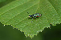 Malachius (cf.?) lusitanicus Female Malachius (cf.?) lusitanicus Cleroidea,Geotagged,Malachiidae,Malachiinae,Malachius,Malachius lusitanicus,Melyridae,Portugal,Spring