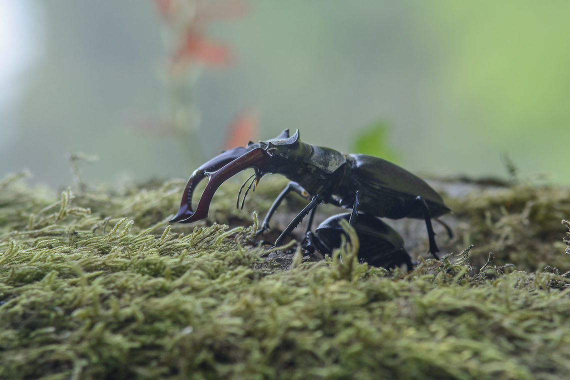 Lucanus cervus Lucanus cervus male defending a female. Lucanus cervus,Stag beetle,arthropoda,beetle,biodiversity,coleoptera,insecta,insects,lucanidae,spring