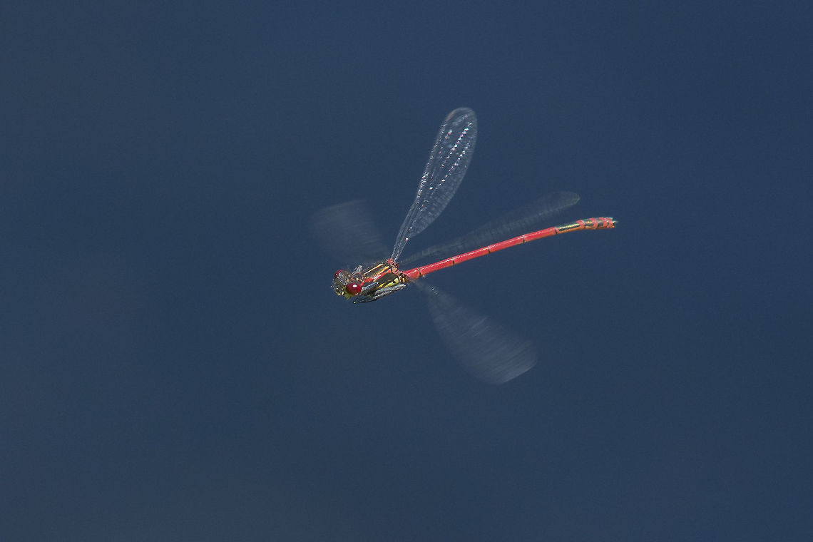 Pyrrhosoma nymphula Pyrrhosoma nymphula, male in flight Large Red Damselfly,Pyrrhosoma nymphula