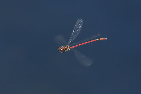 Pyrrhosoma nymphula Pyrrhosoma nymphula, male in flight Large Red Damselfly,Pyrrhosoma nymphula