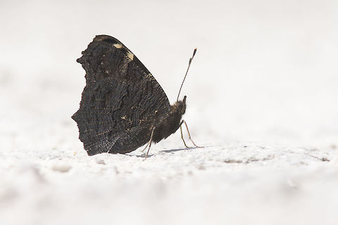 Hot grounds Aglais io, former Inachis io Aglais io,European Peacock,European peacock,Inachis io,arthropoda,biodiversity,insecta,insects,lepidoptera,nymphalidae,spring