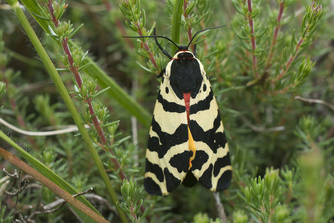 Atlantarctia tigrina Atlantarctia tigrina Arthropoda,Atlantarctia tigrina,Erebidae,Heterocera,Insecta,Lepidoptera,Moth Week 2018,biodiversity,insects,moths,spring
