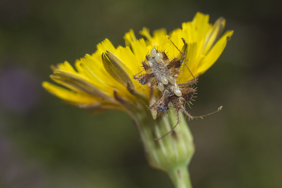 Phyllomorpha laciniata Phyllomorpha laciniata carrying eggs.<br />
<br />
Final instar nymph, here:<br />
<figure class="photo"><a href="https://www.jungledragon.com/image/137197/phyllomorpha_laciniata.html" title="Phyllomorpha laciniata"><img src="https://s3.amazonaws.com/media.jungledragon.com/images/2527/137197_thumb.jpg?AWSAccessKeyId=05GMT0V3GWVNE7GGM1R2&Expires=1769040010&Signature=9igRfTybiY0n3AK6KfhIOyODUR0%3D" width="200" height="134" alt="Phyllomorpha laciniata Phyllomorpha laciniata, final instar nymph<br />
on Paronychia argentea.<br />
<br />
Adult carrying eggs, here:<br />
https://www.jungledragon.com/image/51136/phyllomorpha_laciniata.html Bugs,Phyllomorpha laciniata,biodiversity,coreidae,hemiptera,heteroptera,insecta,insects,summer" /></a></figure><br />
 Parental care,Phyllomorpha laciniata,arthropoda,biodiversity,bugs,coreidae,hemiptera,heteroptera,insecta,spring