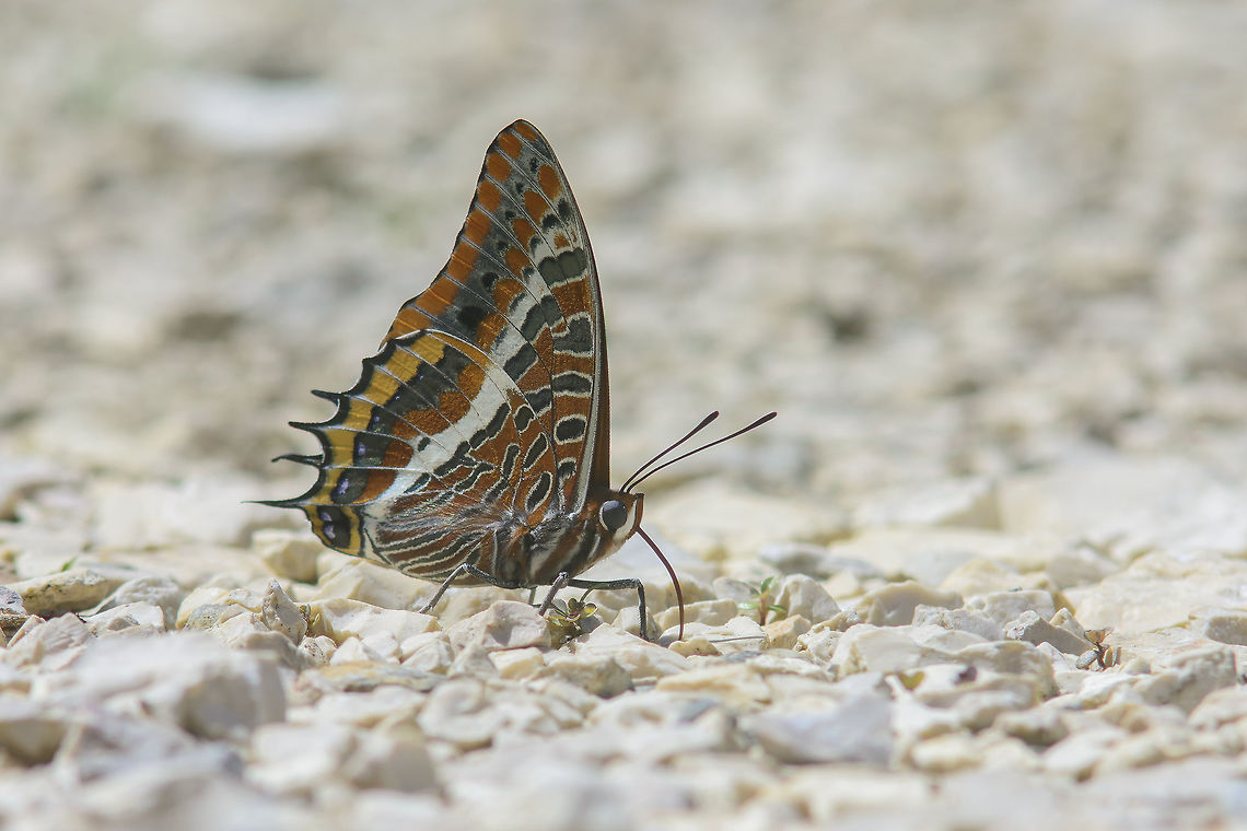 Charaxes jasius Charaxes jasius Charaxes jasius,Two-tailed Pasha
