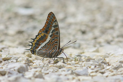 Charaxes jasius Charaxes jasius Charaxes jasius,Two-tailed Pasha