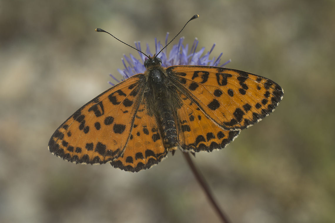 Melitaea didyma Melitaea didyma Melitaea didyma