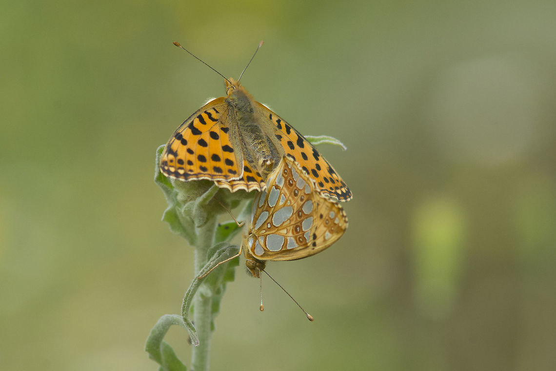 Issoria lathonia Issoria lathonia Issoria lathonia,Queen of Spain Fritillary
