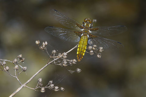 Libellula Libellula depressa, adult female Broad-bodied chaser,Libellula depressa,anisoptera,biodiversity,dragonfly,insecta,insects,libellulidae,odonata,spring