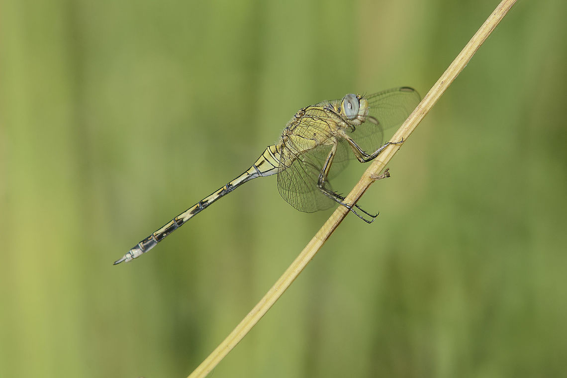 Orthetrum trinacria Orthetrum trinacria, immature female.<br />
In the same spot, this time feeding at the end of the day on a dried water stream. Long Skimmer,Orthetrum trinacria,anisoptera,dragonfly,insecta,insects,libellulidae,odonata,spring