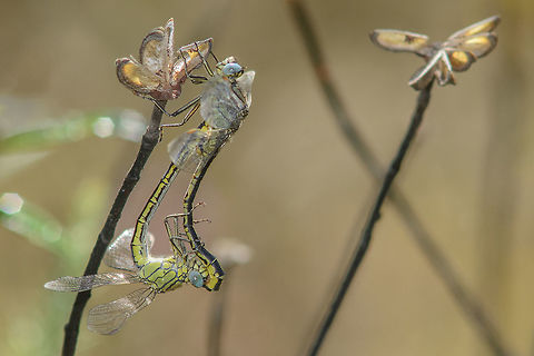 Gomphus pulchellus Gomphus pulchellus, copula.
Amidst the dried branches of Cistus ladanifer, in one of the hottest days of the century, heavily backlighted.
A fine entry to the species file :)

Correct EXIF: f/8 Gomphus pulchellus,Western clubtail,anisoptera,arthropoda,dragonfly,gomphidae,insecta,insects,odonata