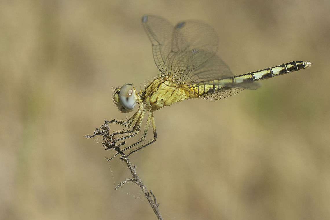 Diplacodes lefebvrii Diplacodes lefebvrii, immature female, side view. Black Percher,Diplacodes lefebvrii
