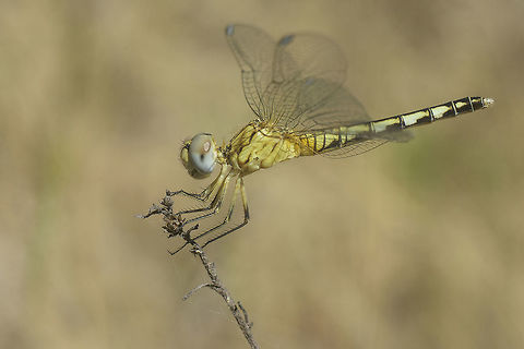 Diplacodes lefebvrii Diplacodes lefebvrii, immature female, side view. Black Percher,Diplacodes lefebvrii