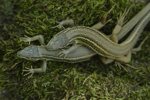 Psammodromus algirus I've spent more than half an hour in observation of this two specimens, bellow a tree, 38ºC on the shadow. what appears to be copula, is just playing. Above a juvenil male, with the fading two blue marks behind the front legs. The female I think it was a juvenil too, due to its relative size, and also due the clear abdominal colors. The air temperature was that high, but above the quartitic rocks nearby temperature could easily rise above 50ºC at the surface of the rock, too hot to stand for a while. Therefore in the shadow every living beings were very lazy, enjoying the freshness of the trees and the high relative humidity and across the water stream. Butterflies, dragonflies, and most of the other insects were quietly holding up bellow. It was the first day I've record the behavior of certain species when facing this temperatures, and the reason why sometimes in high temperatures it seems there are no living beings above the sun, they are all in the shadow.  Large Psammodromus,Psammodromus algirus