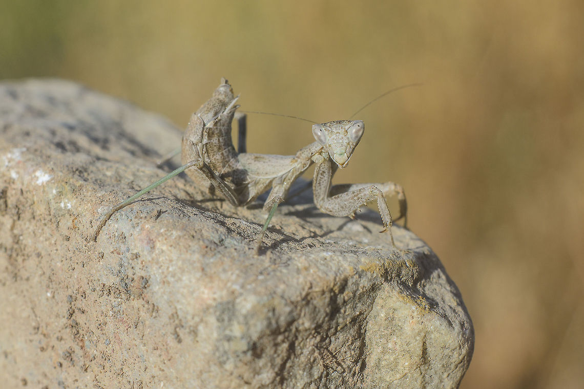 Ameles sp. Ameles sp., female.<br />
Can someone confirm that it could be Ameles cf. spallanzania?<br />
Thanks so much!
