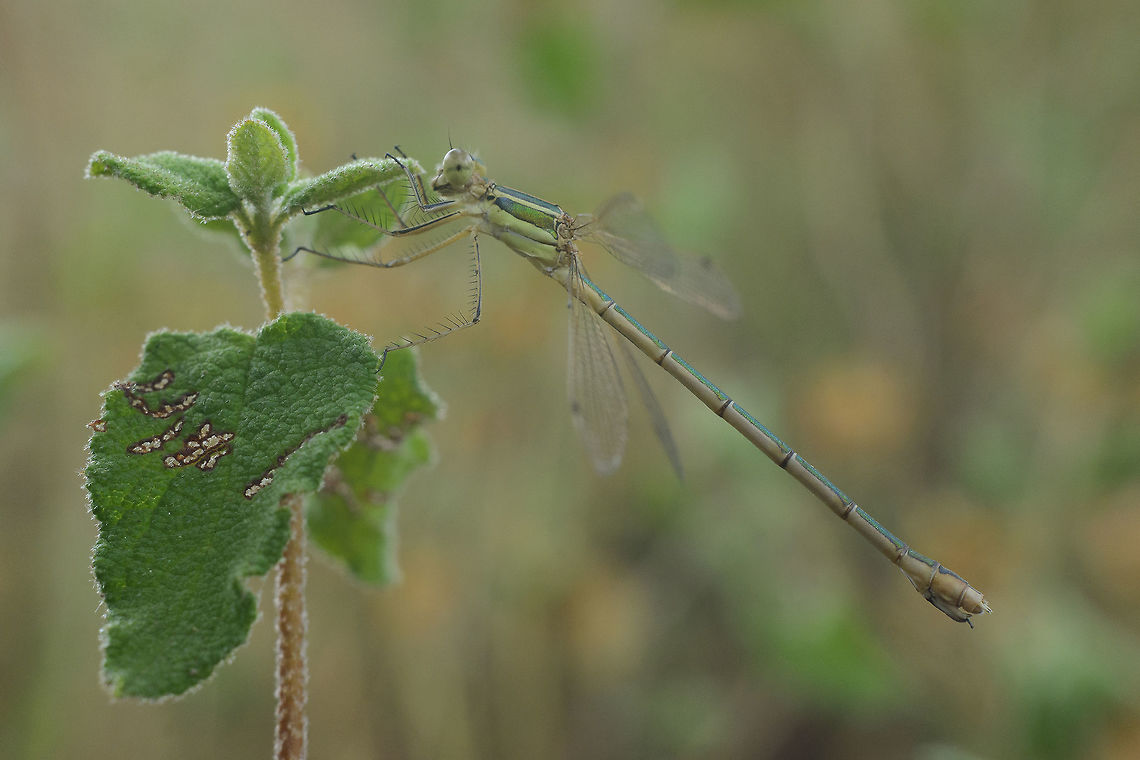 Lestes barbarus Lestes barbarus, a female.  Lestes barbarus,lestes barrbarus