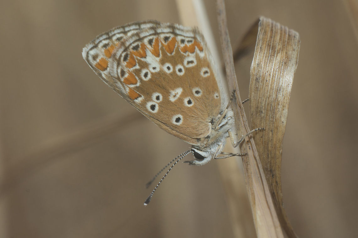 Aricia cramera Aricia cramera Aricia cramera,Southern Brown Argus