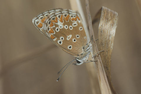 Aricia cramera Aricia cramera Aricia cramera,Southern Brown Argus