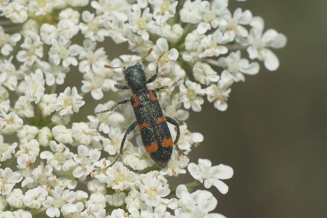 Trichodes leucopsideus Trichodes leucopsideus Cleridae,Trichodes,Trichodes leucopsideus,arthropoda,biodiversity,coleoptera,insecta,insects