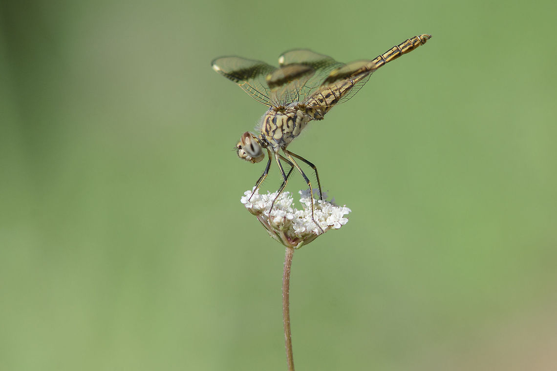 Brachythemis impartita Brachythemis impartita, immature male Brachythemis impartita,Northern Banded Groundling
