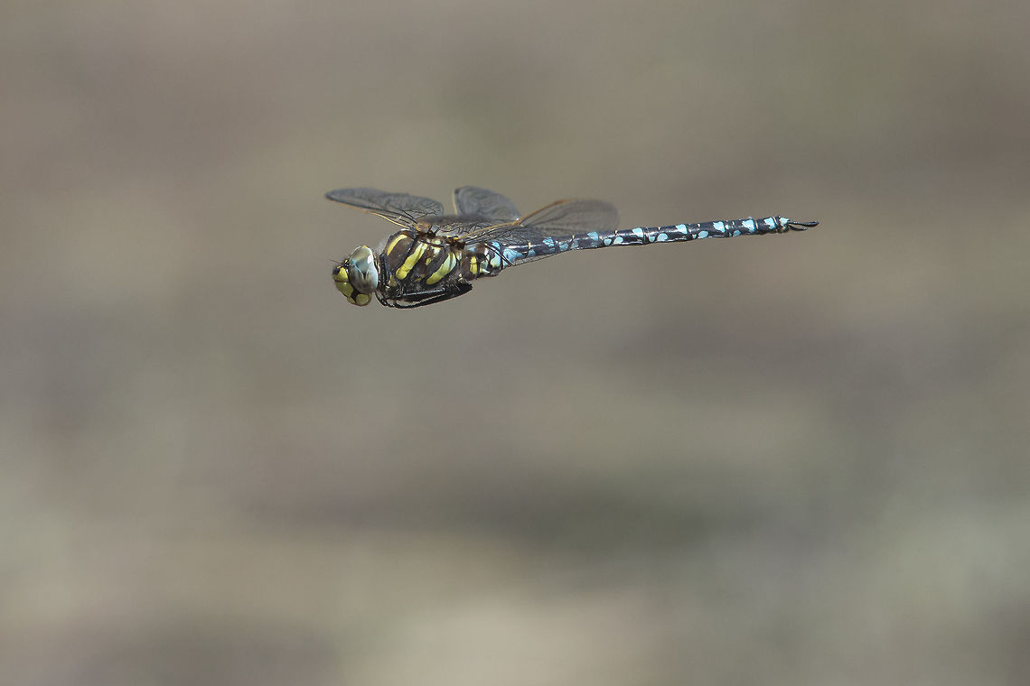 Aeshna juncea Aeshna juncea, adult male on patrol Aeshna juncea,Common Hawker,aeshnidae,anisoptera,biodiversity,dragonflies,dragonfly,insecta,insects,odonata,summer