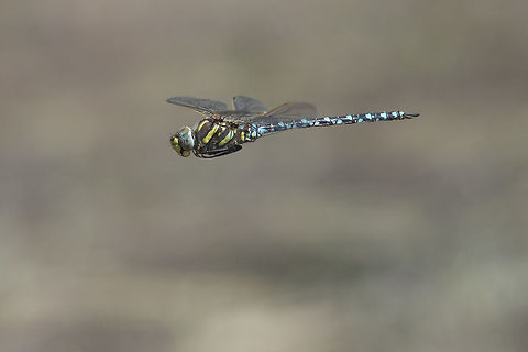 Aeshna juncea Aeshna juncea, adult male on patrol Aeshna juncea,Common Hawker,aeshnidae,anisoptera,biodiversity,dragonflies,dragonfly,insecta,insects,odonata,summer